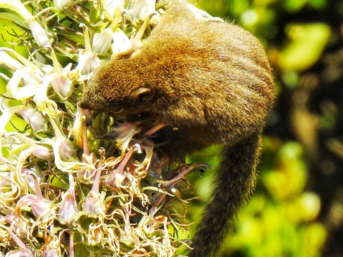 Nilgiri Palm Squirrel