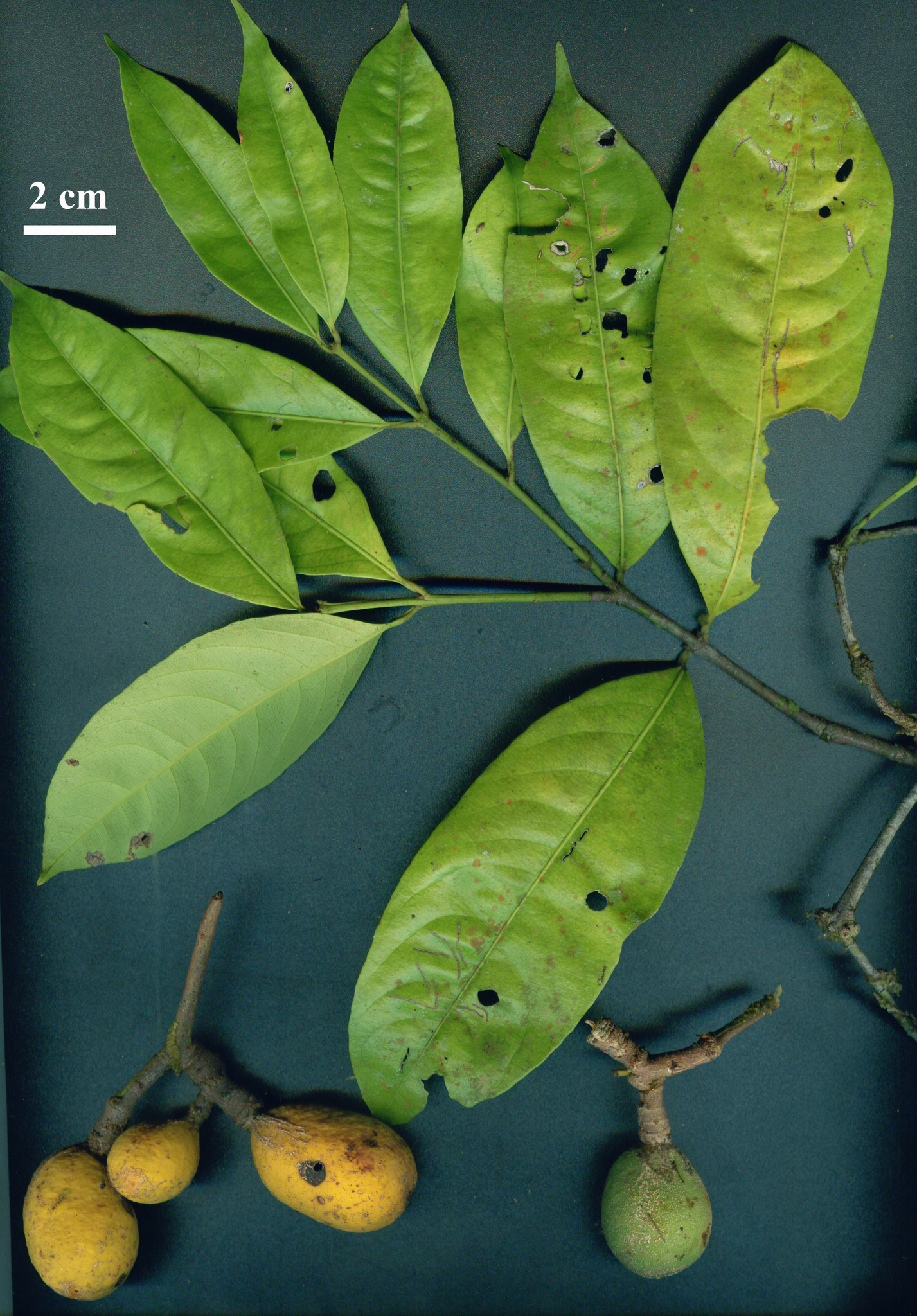 Cheiloclinium cognatum