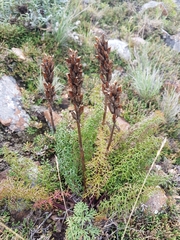 Pedicularis rubens