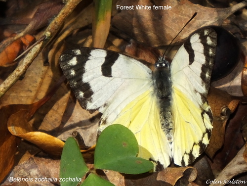 Forest White