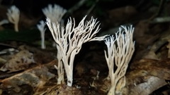 Lentaria micheneri