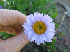 Erigeron compositus