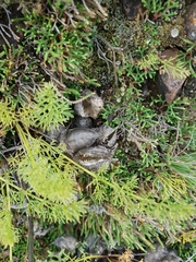 Oxytropis caespitosa