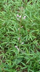 Hylodesmum