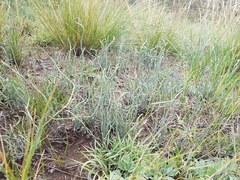 Ephedra dahurica