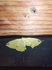 Periclina apricaria