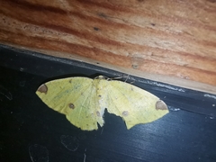 Periclina apricaria