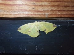 Periclina apricaria