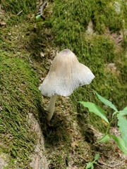 Coprinopsis insignis