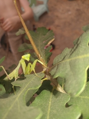 Stagmomantis limbata