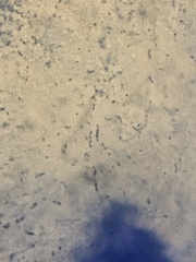 Bacillus cereus