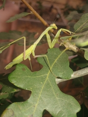 Stagmomantis limbata