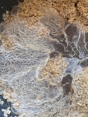 Bacillus cereus
