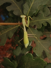 Stagmomantis limbata
