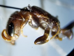 Pseudomyrmex ejectus