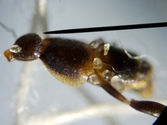 Pseudomyrmex ejectus
