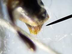 Pseudomyrmex ejectus