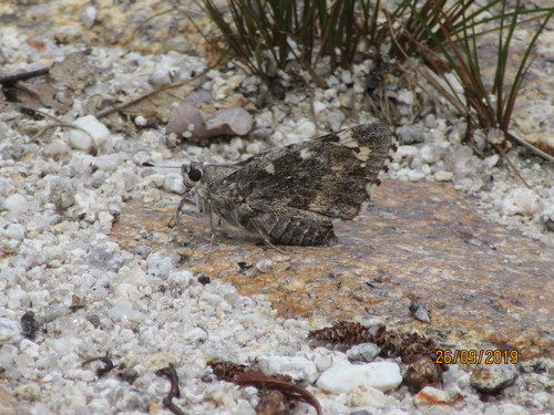 Arizona Giant-Skipper photo 3