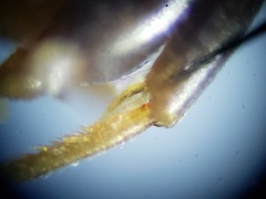 Pseudomyrmex ejectus