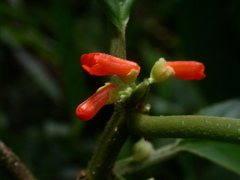 Image of Besleria tambensis