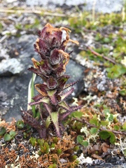 Pedicularis hirsuta
