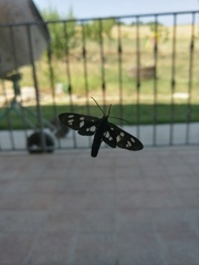 Amata ragazzii