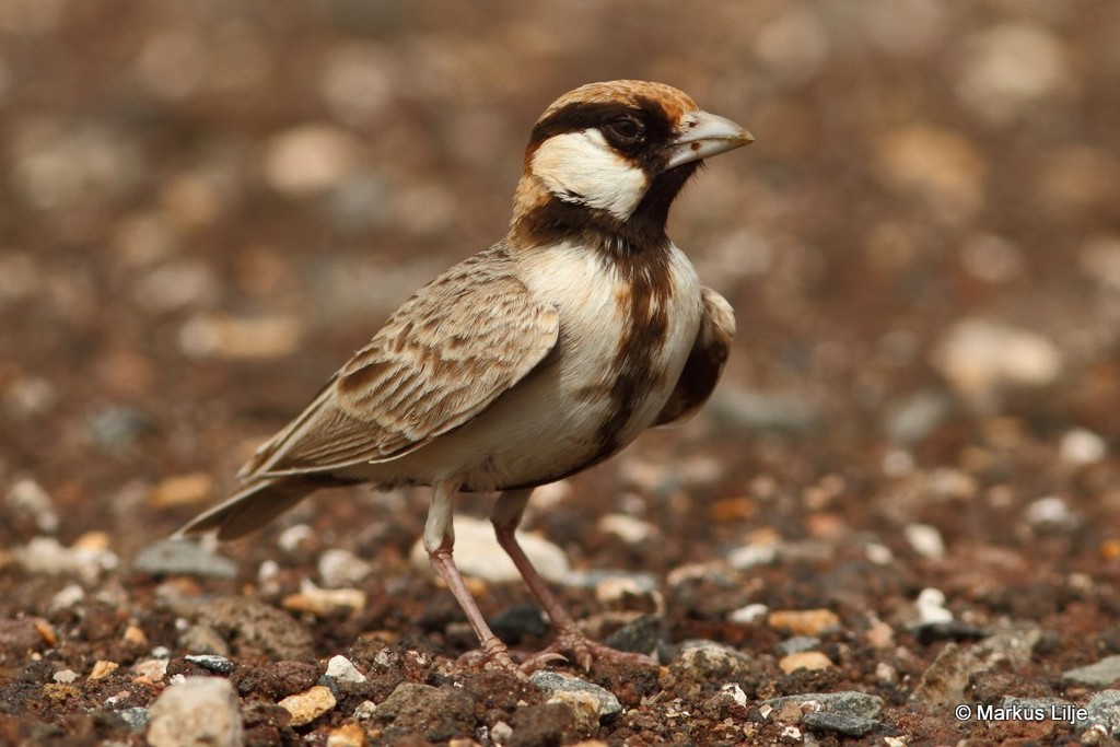 Fischer's Sparrow-Lark