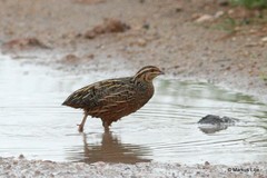Coturnix delegorguei