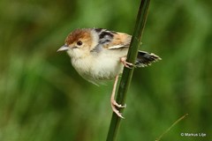 Cisticola marginatus