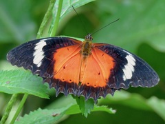 Cethosia hypsea