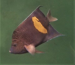 Pomacanthus maculosus