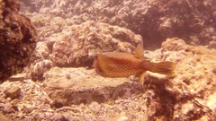 Ostracion cyanurus