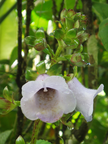 Image of Gloxinia perennis by (c) Eduardo Chacón Madrigal, some rights reserved (CC BY)