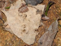 Harpegnathos venator