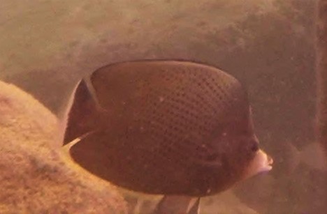 Black-spotted butterflyfish (Chaetodon nigropunctatus) — Chaetodontidae