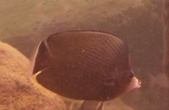 Chaetodon nigropunctatus