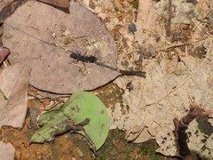 Harpegnathos venator