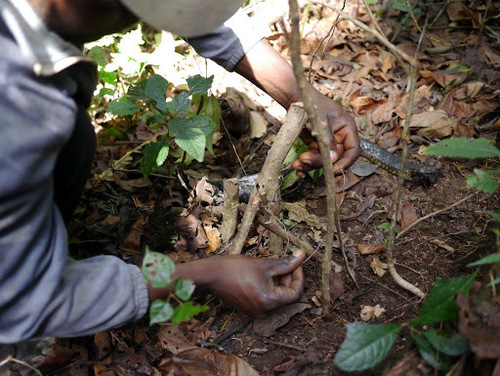 African Tree Cobra