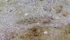 Istigobius decoratus