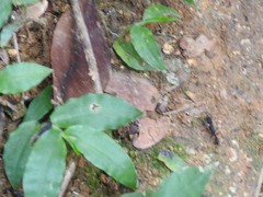 Harpegnathos venator