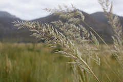Capeochloa cincta