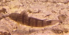 Amblygobius albimaculatus