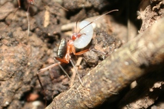 Leptomyrmex tibialis
