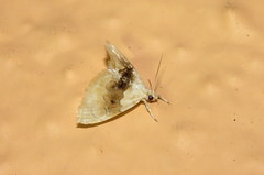 Lipocosma sicalis