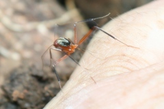 Leptomyrmex tibialis