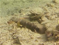 Cryptocentrus lutheri