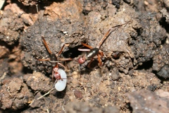 Leptomyrmex tibialis