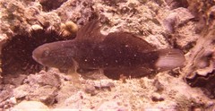 Amblygobius albimaculatus