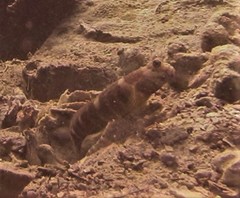 Cryptocentrus lutheri