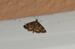 Pyrausta generosa